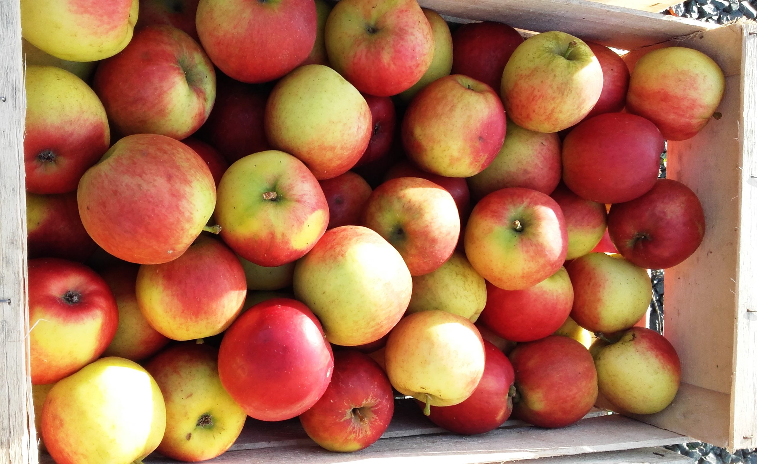 Pommes, variété Crimson Crisp