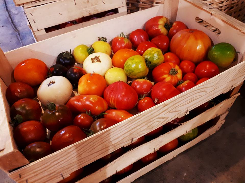 Plateau Tomates population dites Anciennes – Image 2
