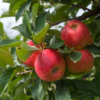 Pommes, variété Elstar
