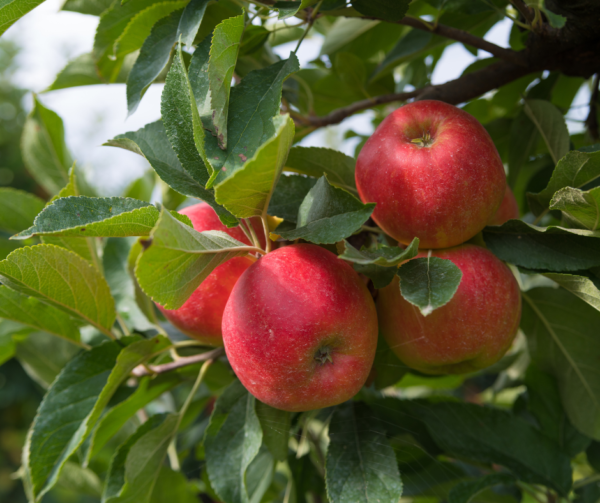 Pommes, variété Elstar