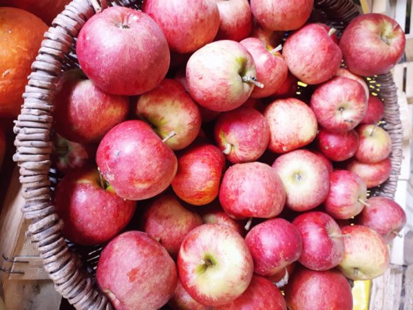 Pommes, variété Elstar – Image 2