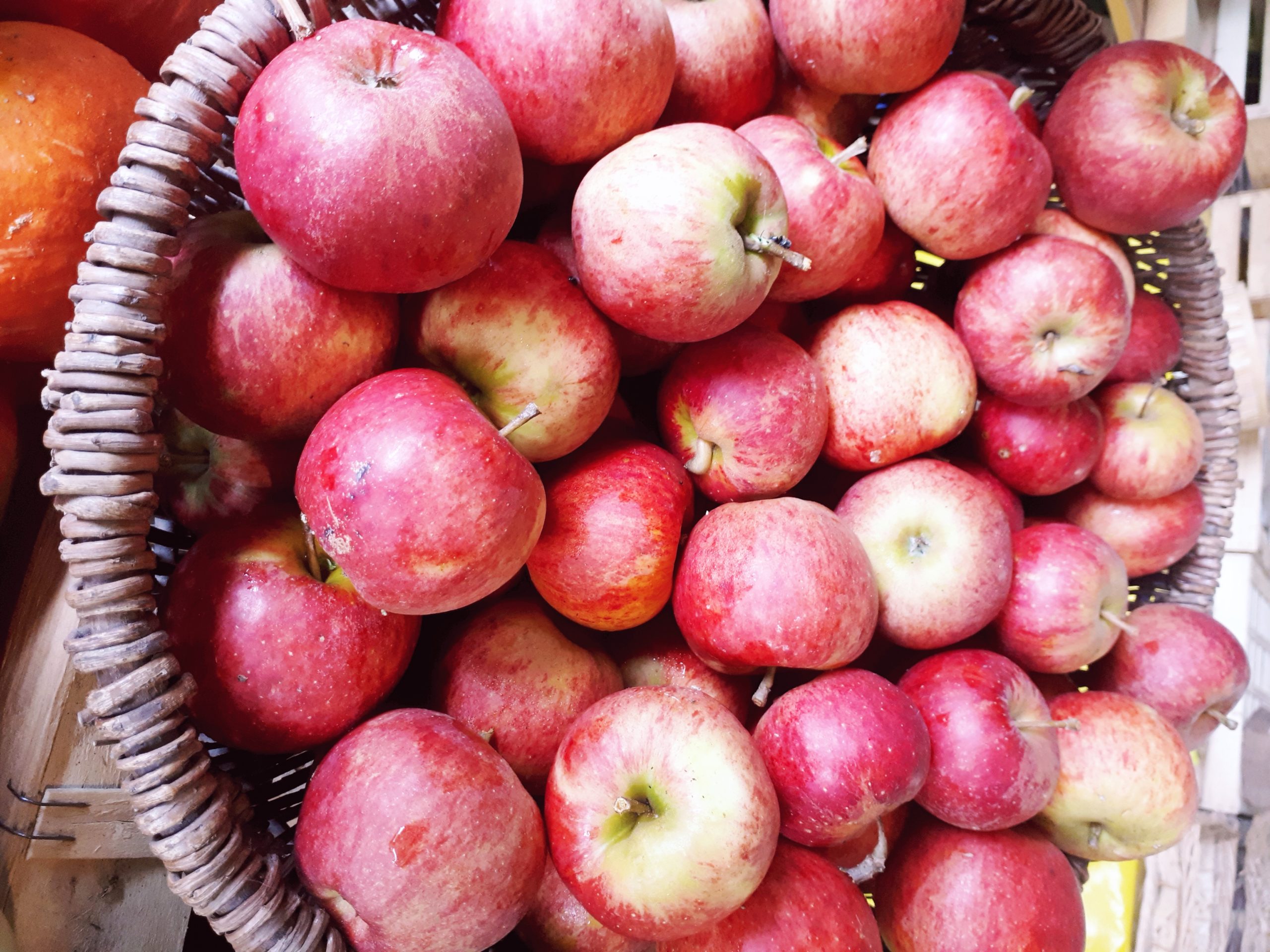 Pommes, variété Elstar – Image 2