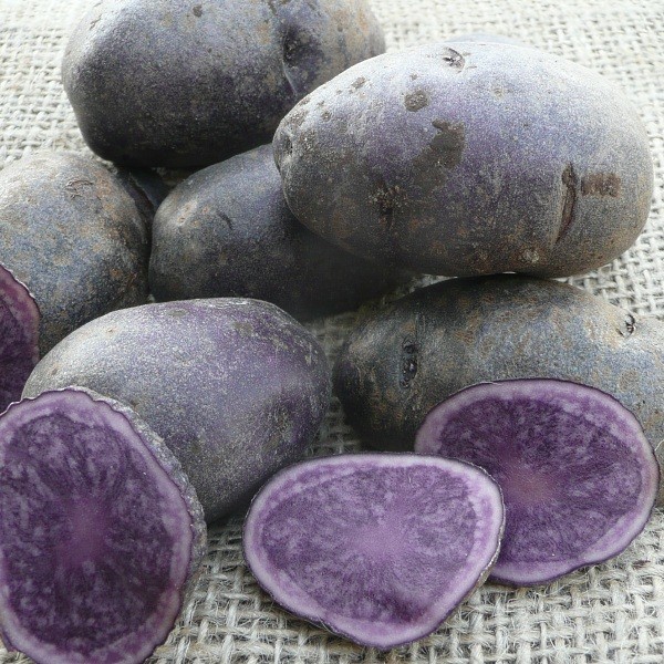 Pomme de terre de consommation à chair fondante - Variété Bleue de la Manche