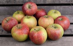 Pommes variété Dalinsweet