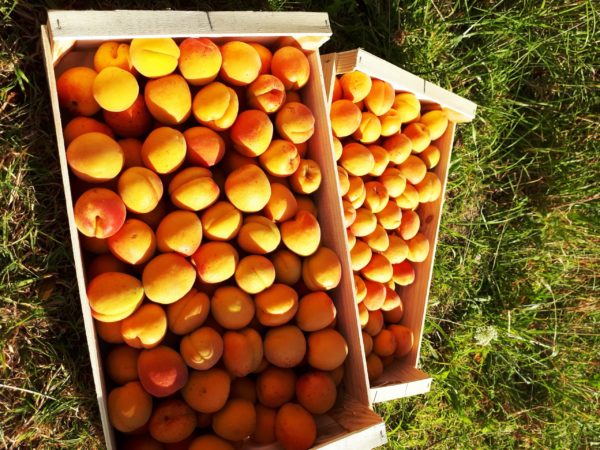 Abricots