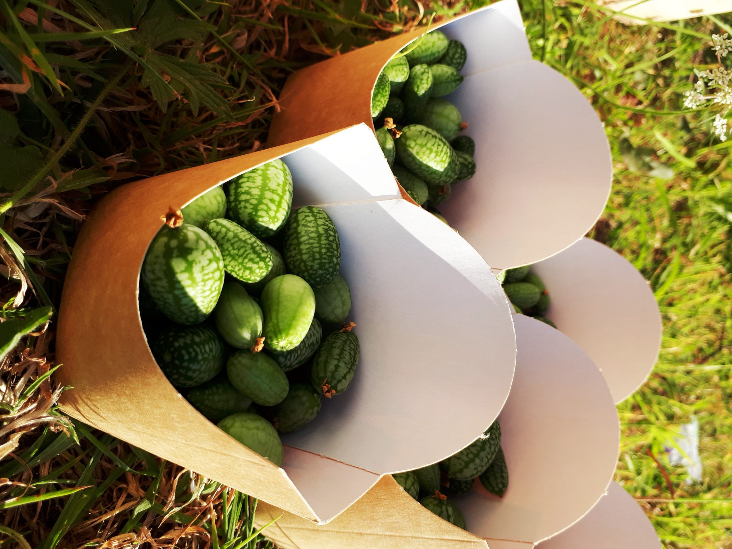 Cornet minis concombres