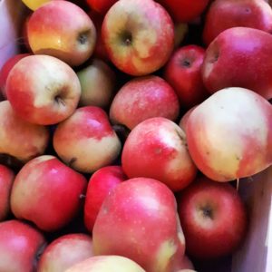 Pommes, variété Jubilé