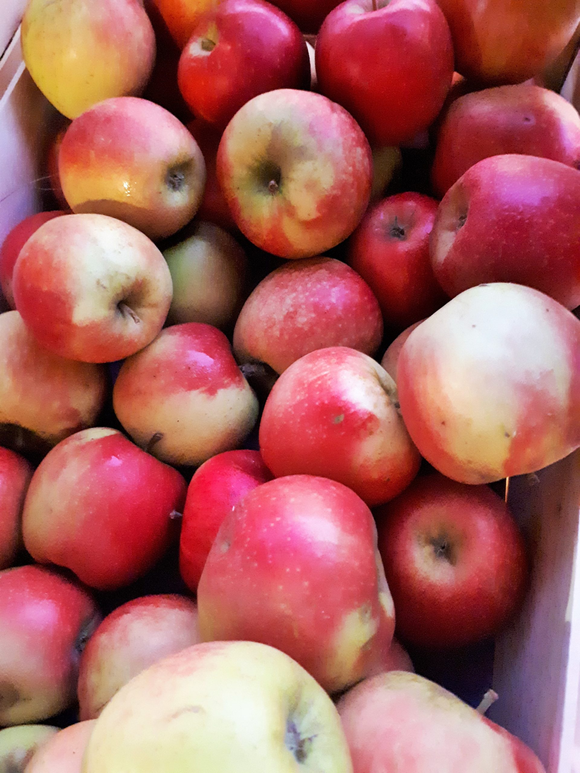 Pommes, variété Jubilé