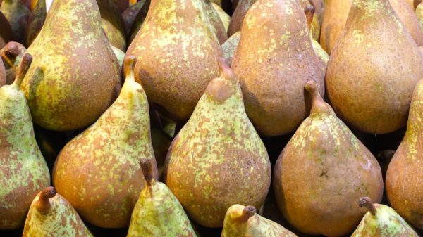 Poires, variété Conférence