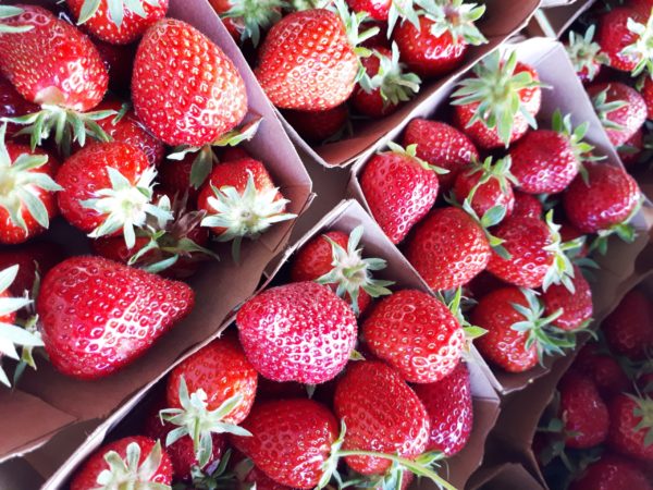 Fraises - variété Cléry