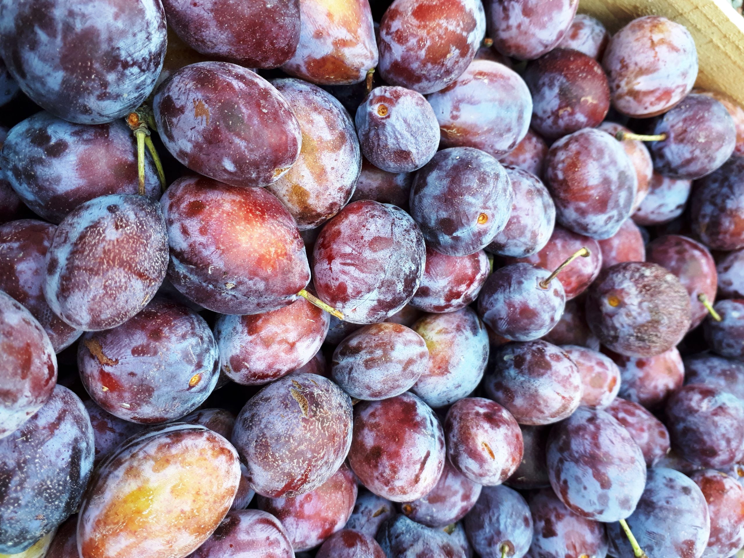 Prunes Datil