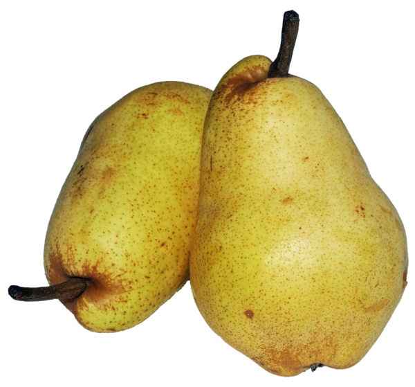 Poires, variété William jaune