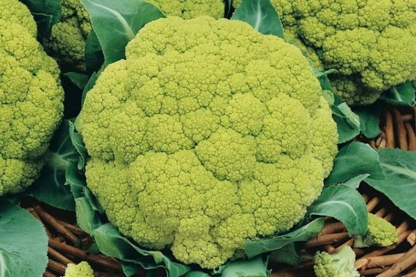 Chou fleur vert