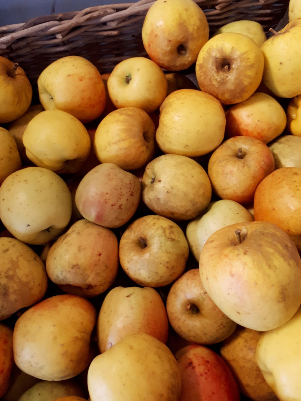 Pommes, variété Opal – Image 2