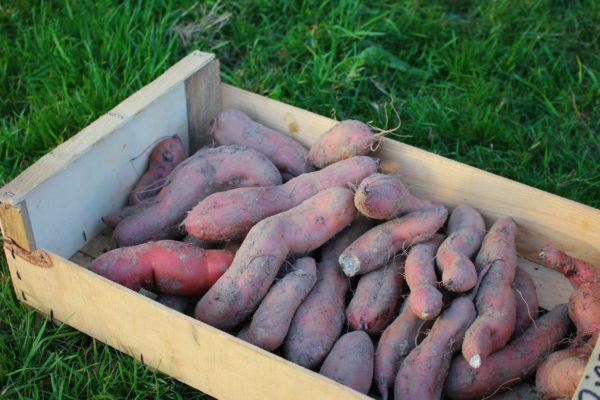 Patates douces