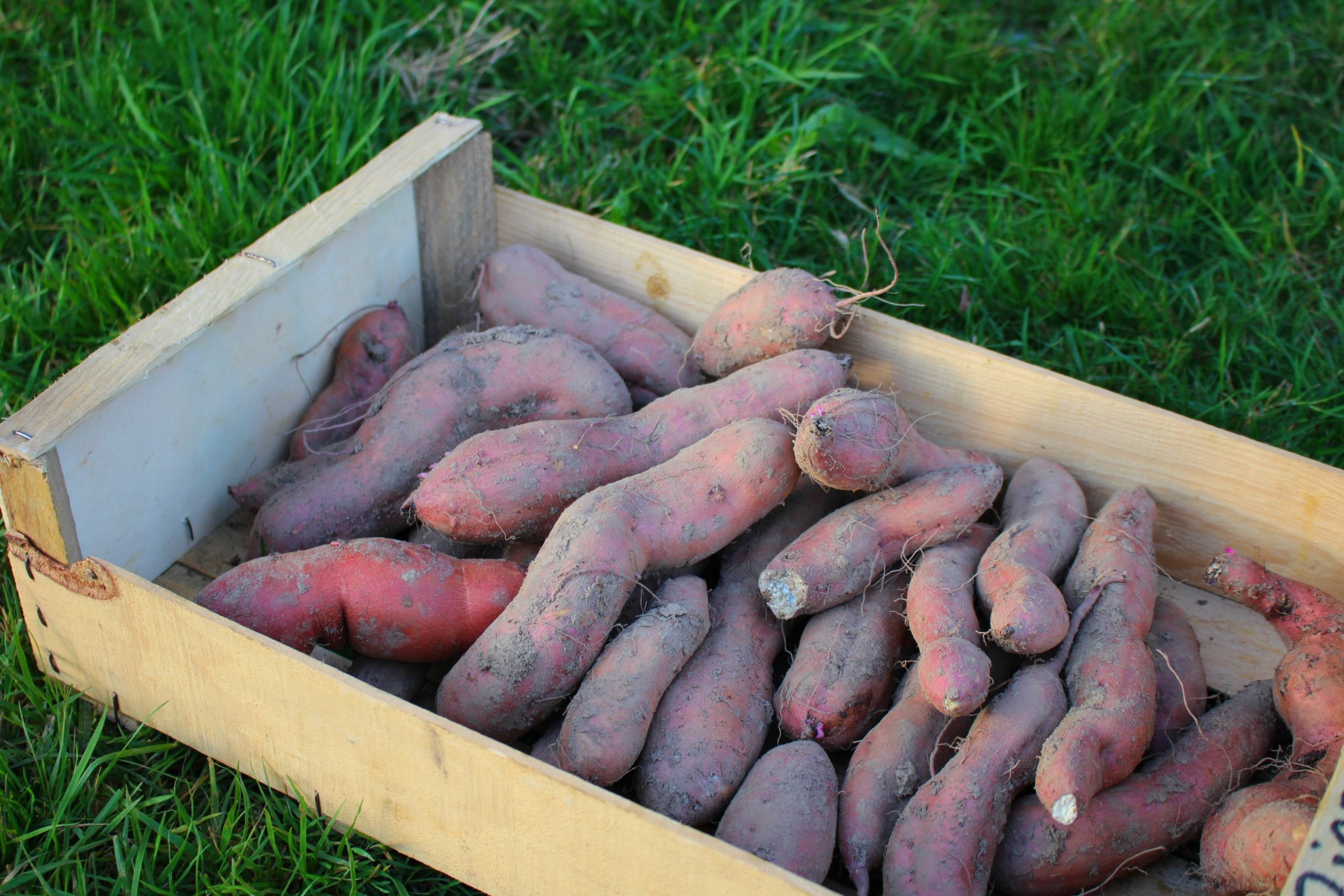 Patates douces