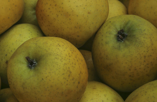 Pommes, variété Belchard