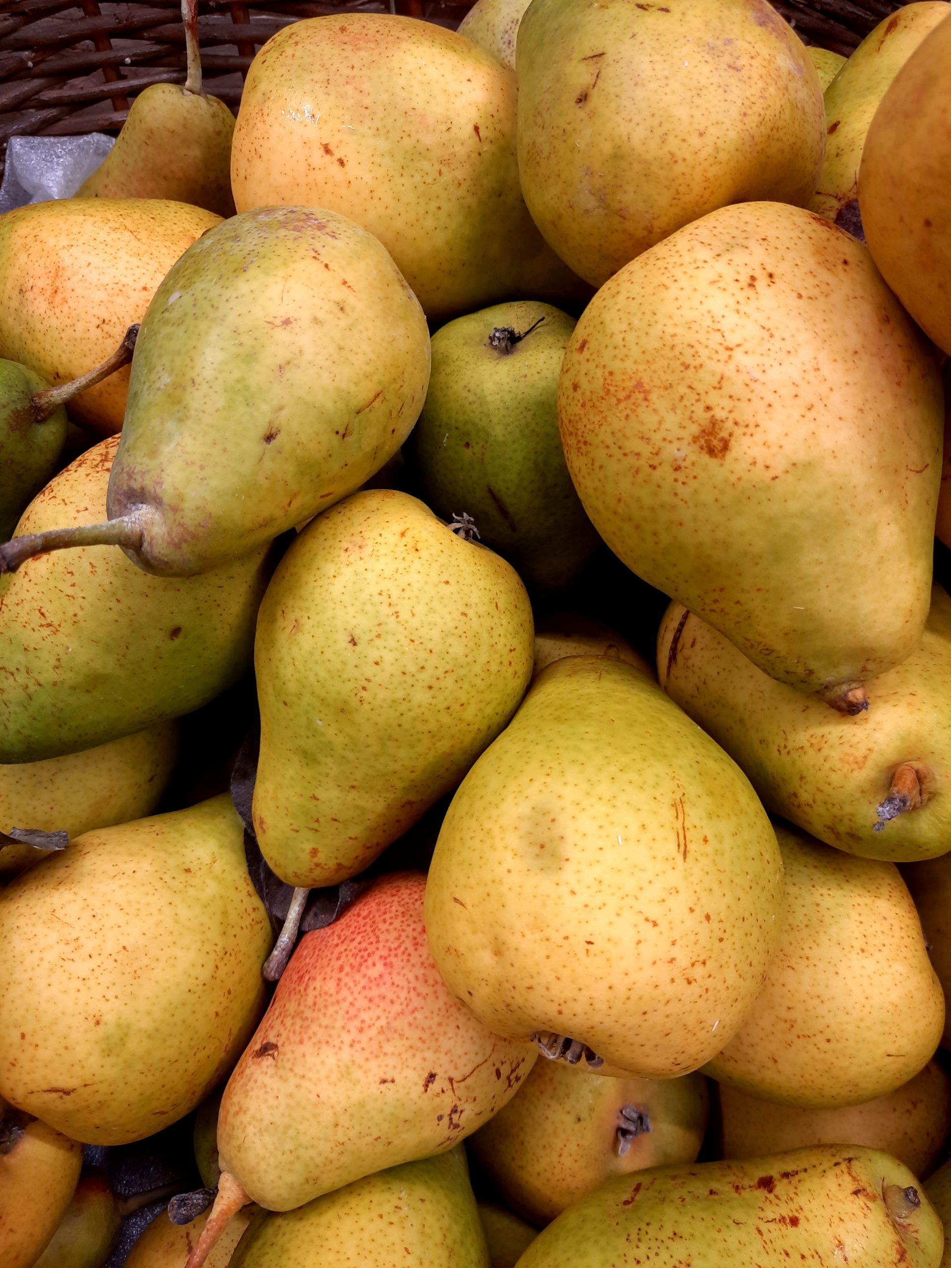 Poires, variété Louise Bonne