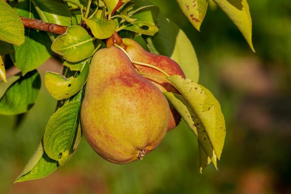 Poire, variété Comice