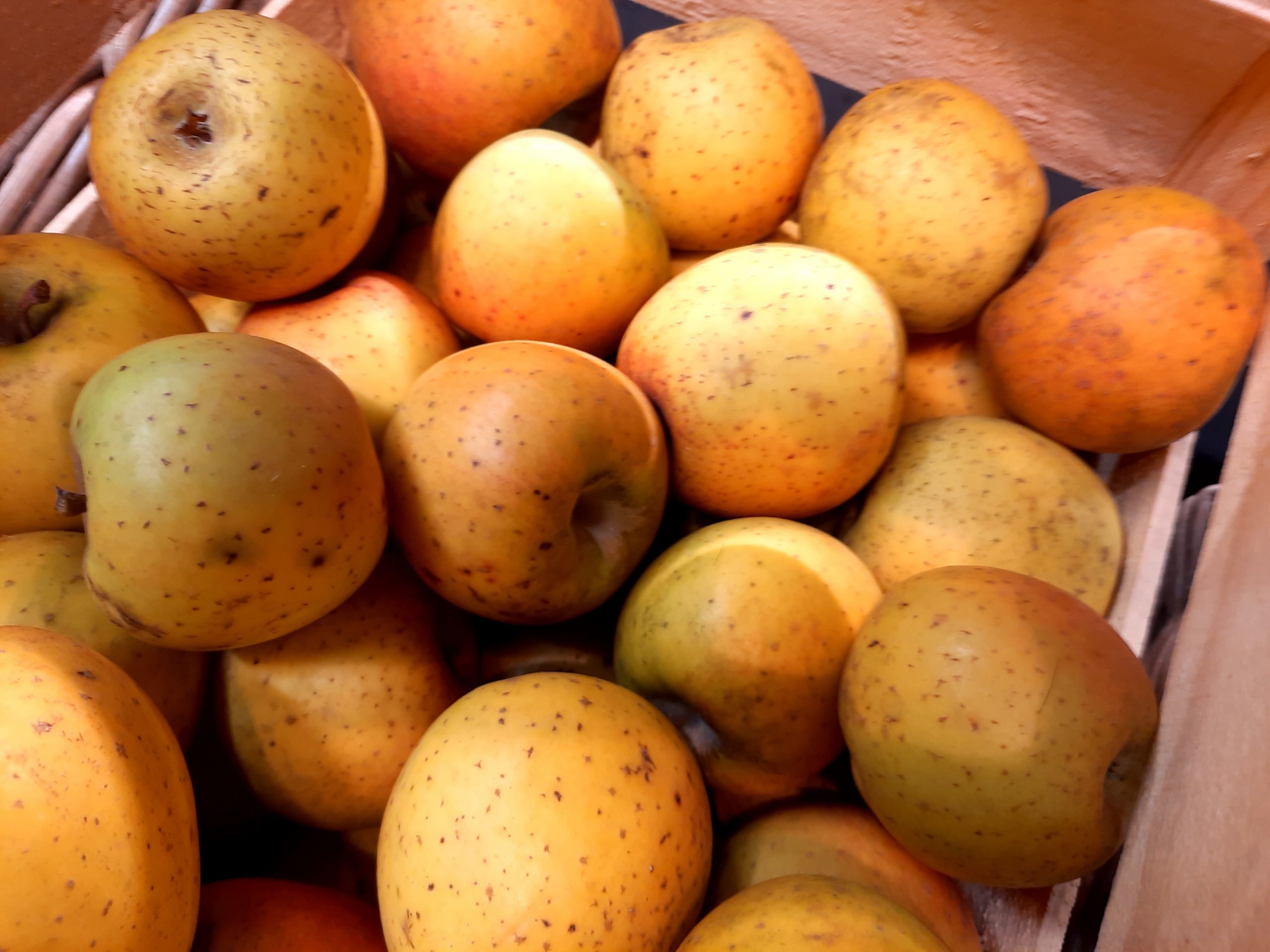 Pomme, variété Goldrush