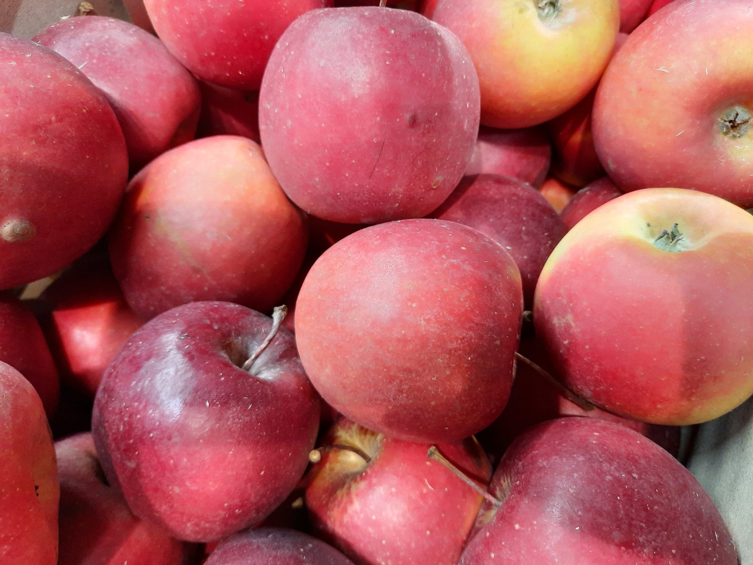 Pomme, variété Story