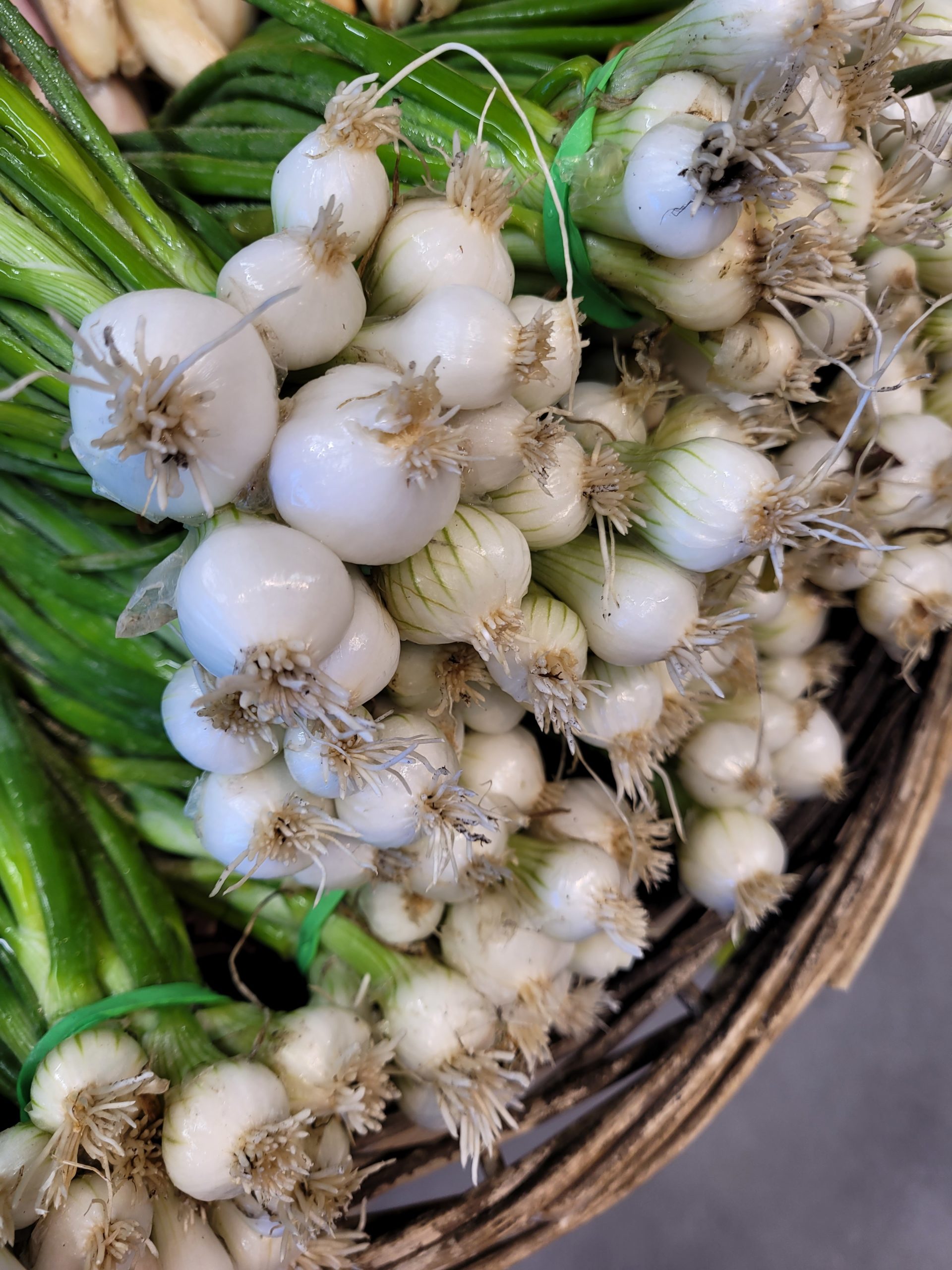 Oignons grelots La Ferme du Coin Tréméreuc