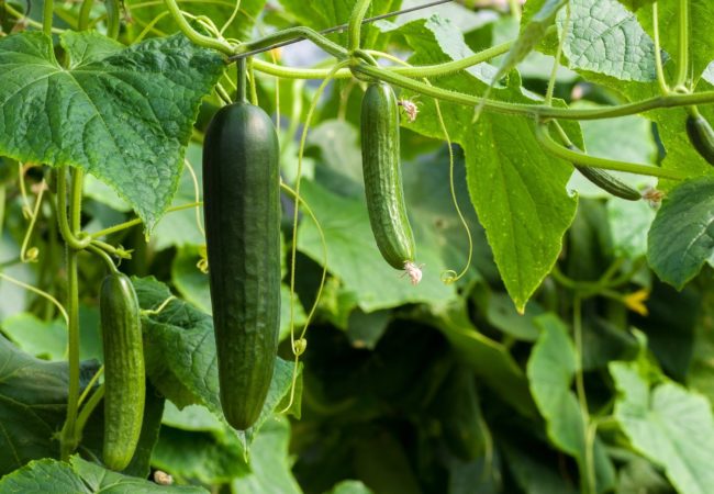 https://www.fermeducoin.fr/wp-content/uploads/2021/06/cucumbers-3809535_1920-650x450.jpg