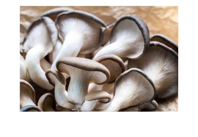 https://www.fermeducoin.fr/wp-content/uploads/2022/04/pleurote-650x450.jpg