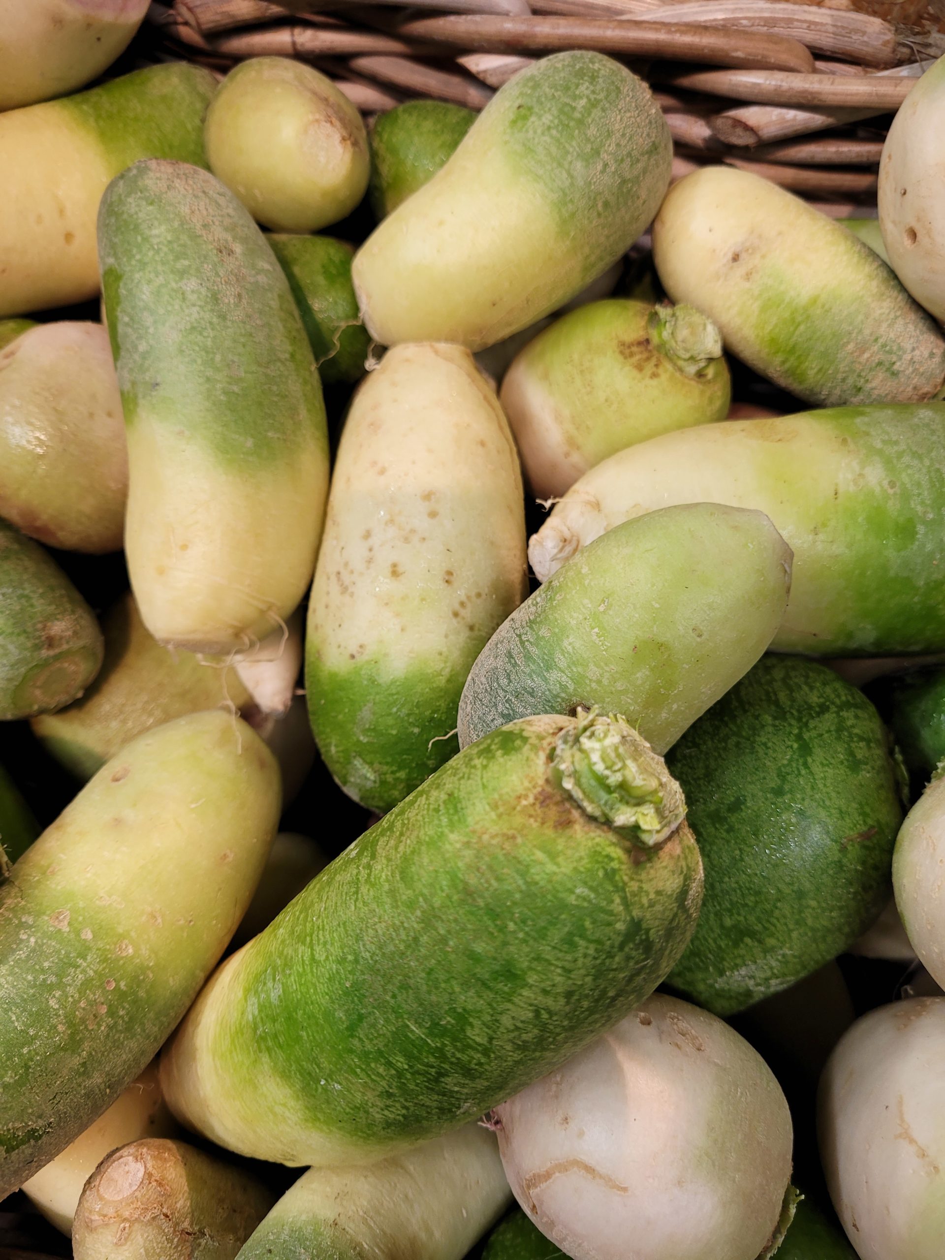 Radis japonnais - green meat