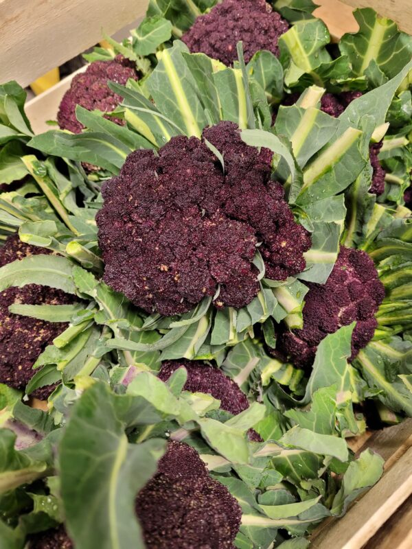 Brocoli violet du Cap