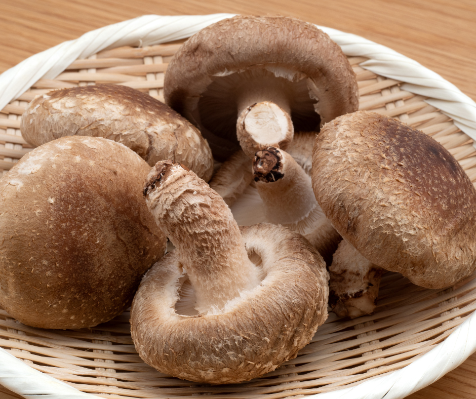 Champignon shiitaké