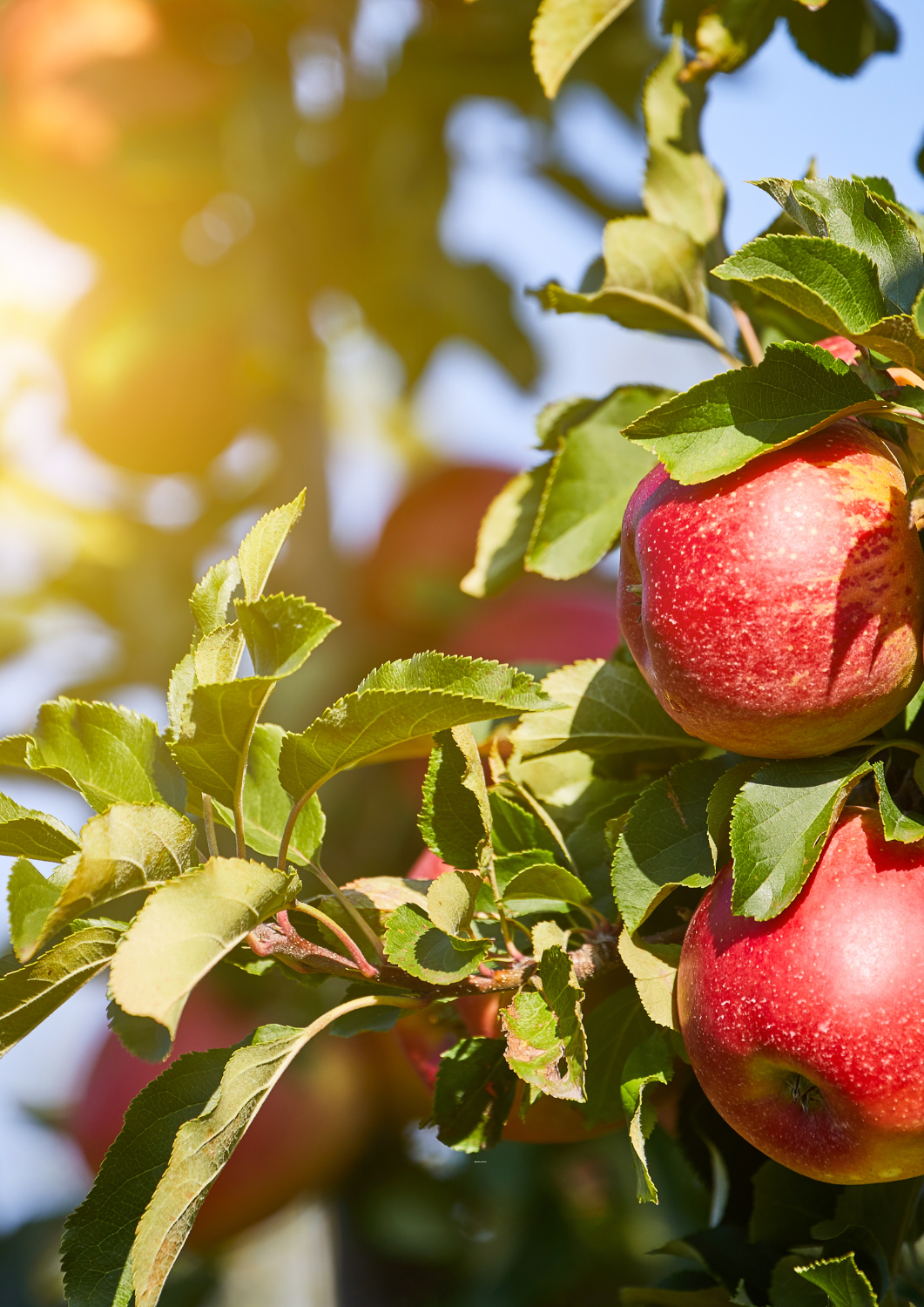 Pommes, variété Daliryan