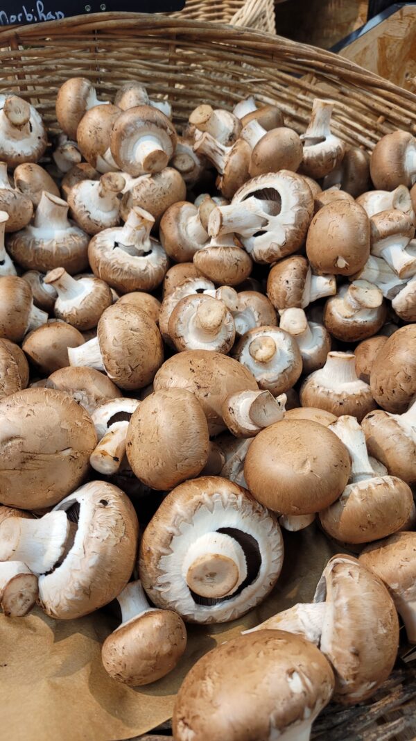 Champignons bruns