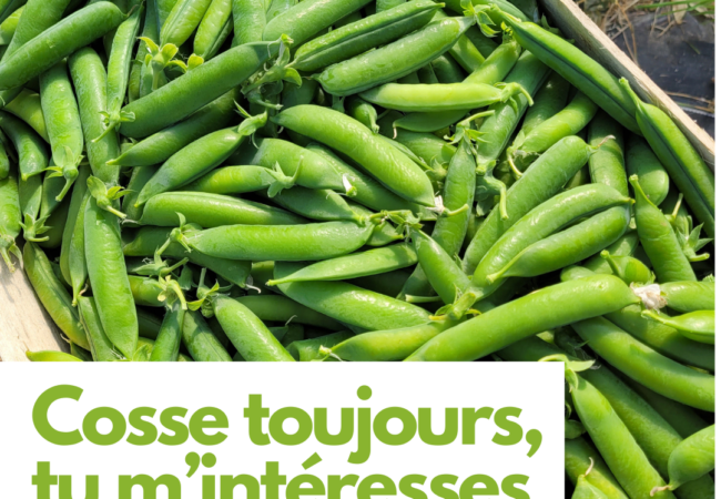https://www.fermeducoin.fr/wp-content/uploads/2026/04/photo-petitspois-650x450.png
